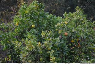 Photo Texture of Tree Leaves 0001